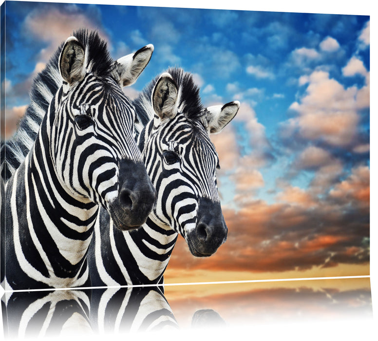 Pixxprint Zebra Pärchen, Leinwandbild