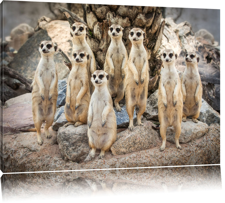 Pixxprint Lustige Erdmännchen, Leinwandbild