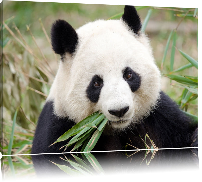 Pandabär frisst Bambus Leinwandbild