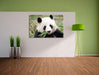 Pandabär frisst Bambus Leinwandbild im Flur