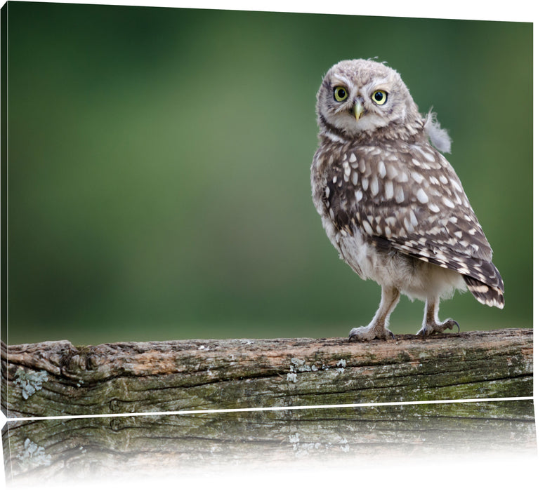 Pixxprint Kleine Eule auf Baum, Leinwandbild