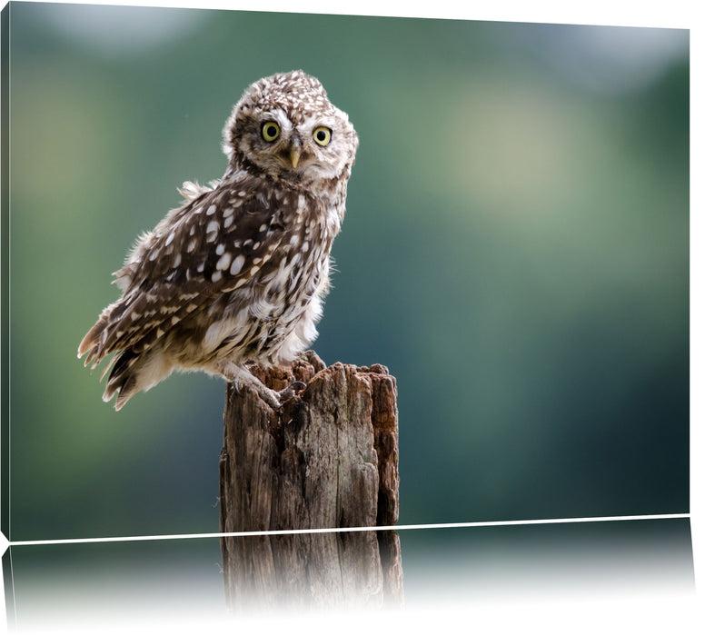 Pixxprint Lustige kleine Eule, Leinwandbild