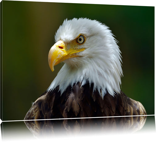 Mächtiger Weißkopfseeadler Leinwandbild