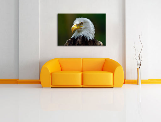 Mächtiger Weißkopfseeadler Leinwandbild über Sofa