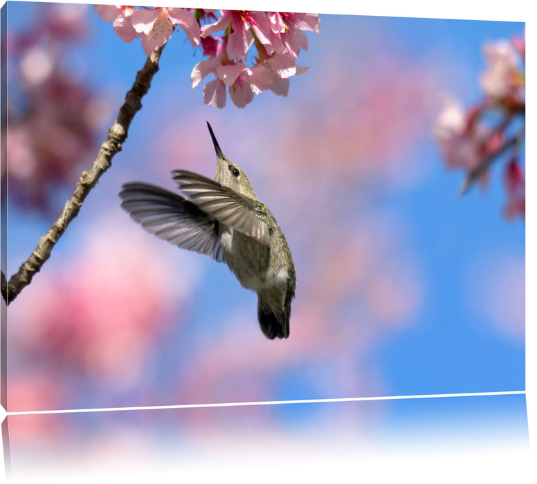 Pixxprint Kolibri an Kirschblüte, Leinwandbild