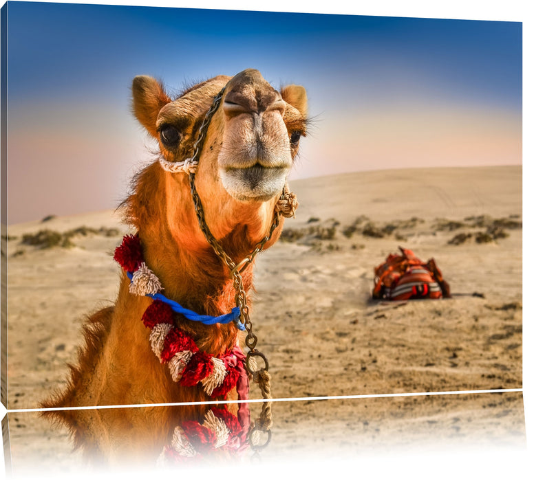 Lustiges Kamel in Wüste Leinwandbild