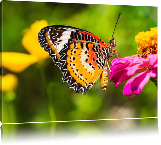 Schmetterling auf Blüte Leinwandbild