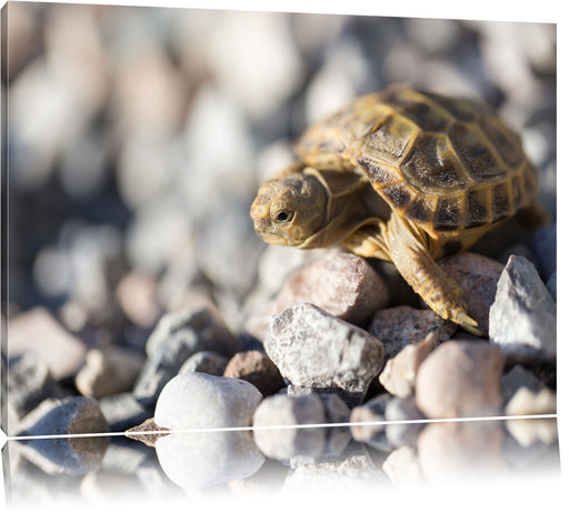 Kleine Schildkröte Leinwandbild