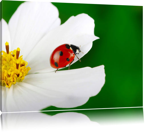 Marienkäfer auf Blüte Leinwandbild