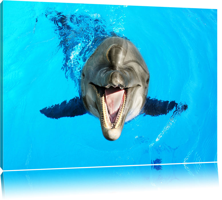 Pixxprint Delfin lacht, Leinwandbild