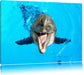 Delfin lacht Leinwandbild