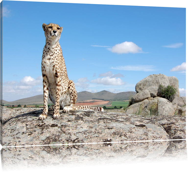 Pixxprint Wachsamer Gepard, Leinwandbild