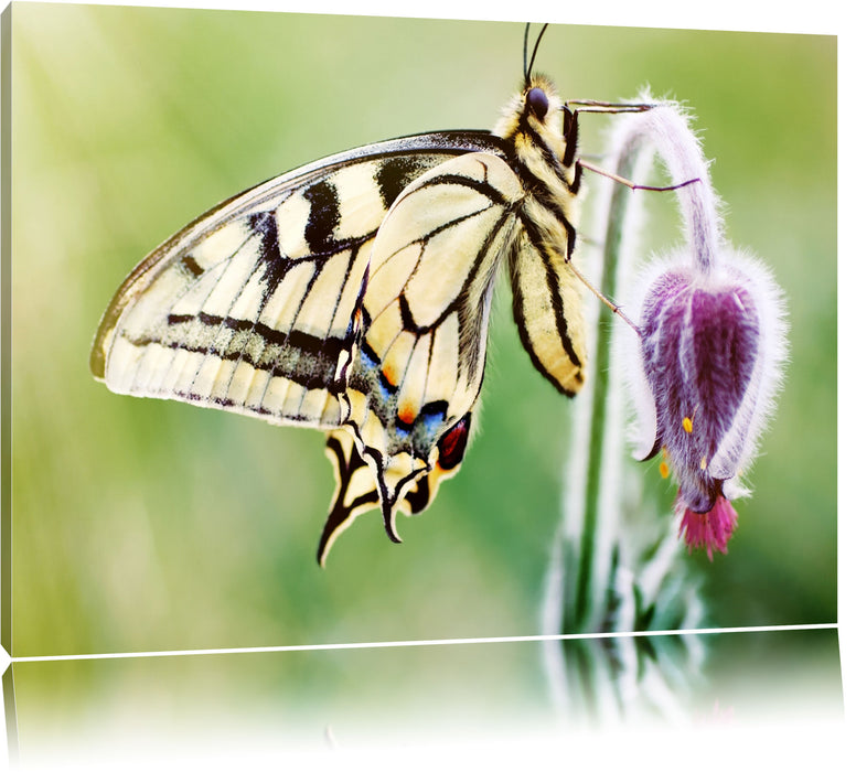 Schmetterling Schwalbenschwanz Leinwandbild