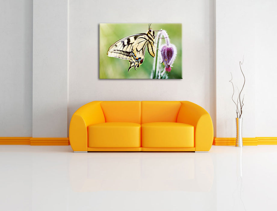 Schmetterling Schwalbenschwanz Leinwandbild über Sofa