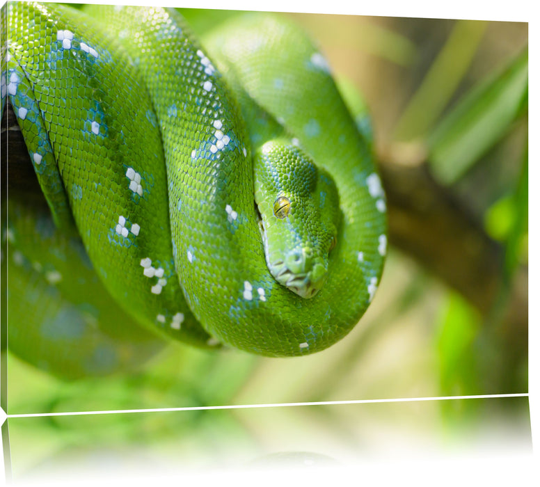 Pixxprint Grüne giftige Baumschlange, Leinwandbild