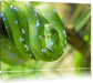 Grüne giftige Baumschlange Leinwandbild