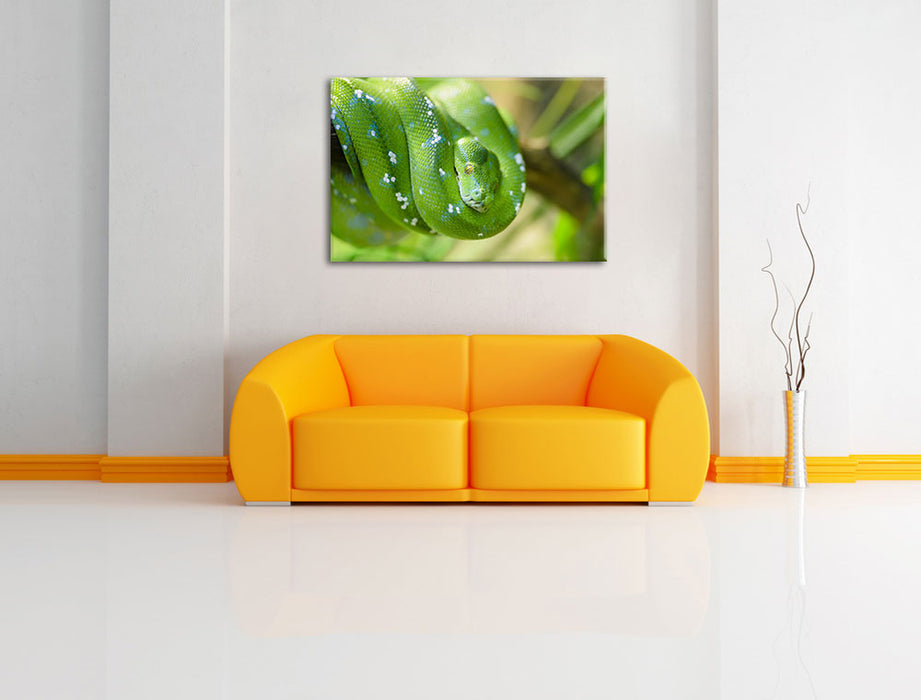 Grüne giftige Baumschlange Leinwandbild über Sofa