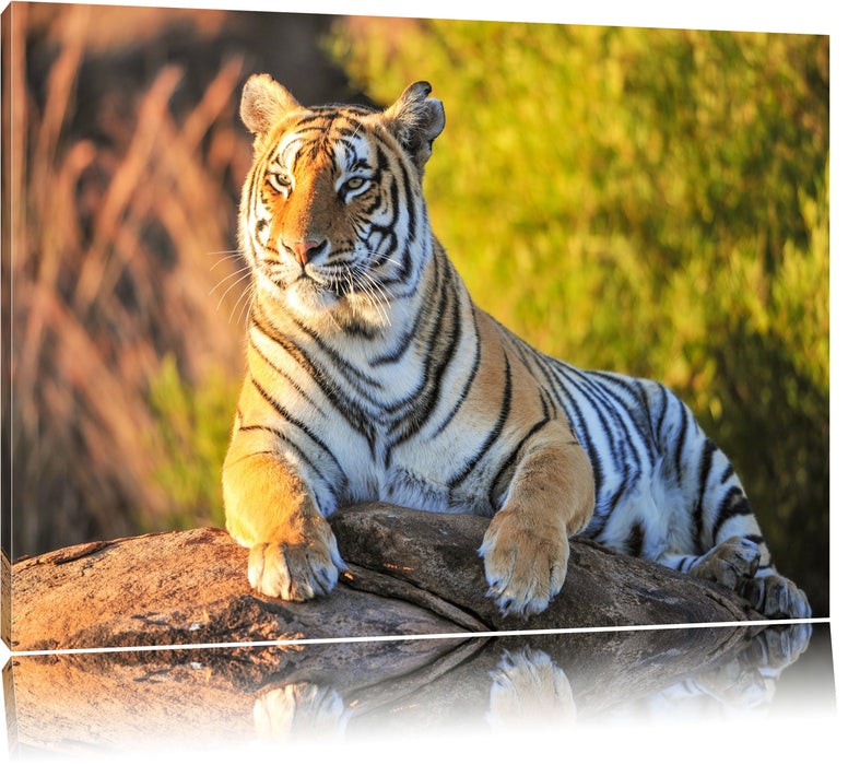 Pixxprint Stolzer Tiger, Leinwandbild