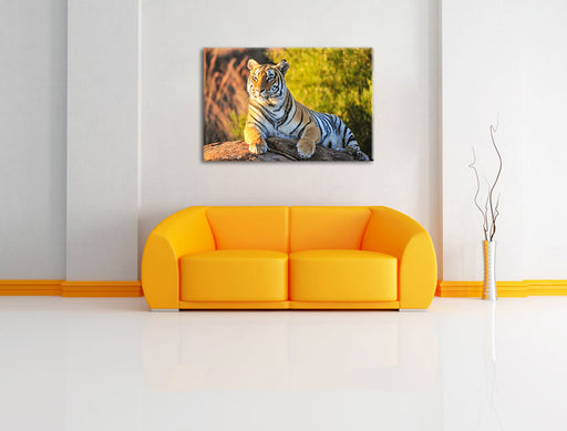 Stolzer Tiger Leinwandbild über Sofa