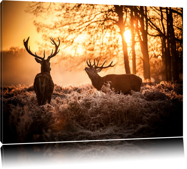 Pixxprint Hirsch Rivalen kämpfen, Leinwandbild