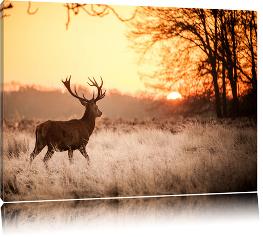 Hirsch im Sonnenuntergang Leinwandbild