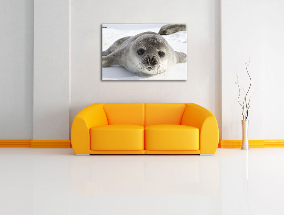 Süßes Robben Baby Leinwandbild über Sofa