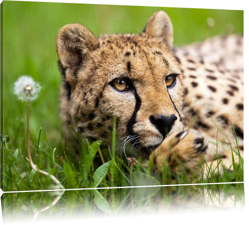 Gepard im Gras Leinwandbild