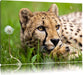 Gepard im Gras Leinwandbild