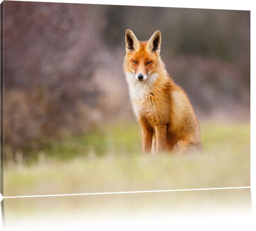 Listiger Fuchs Leinwandbild