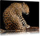 Anmutiger Leopard Leinwandbild