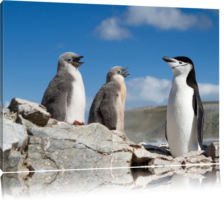 Pixxprint Pinguin mit süßen Küken, Leinwandbild