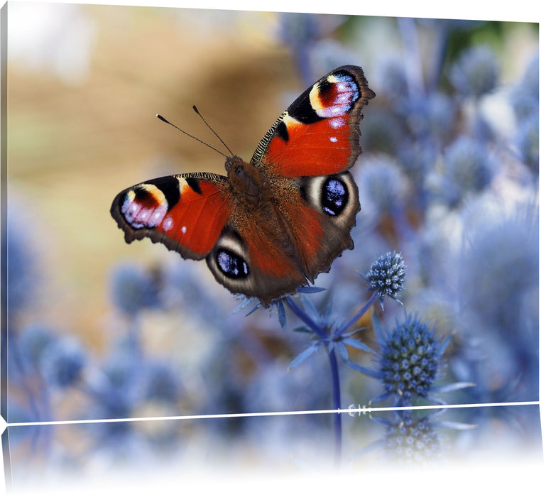 Schöner Schmetterling Pfauenauge Leinwandbild