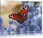Schöner Schmetterling Pfauenauge Leinwandbild