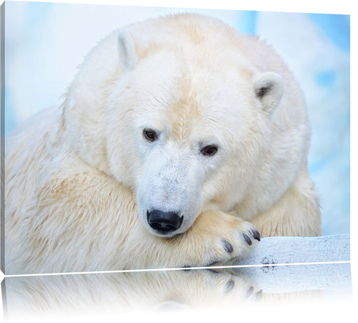 Nachdenklicher Eisbär Leinwandbild