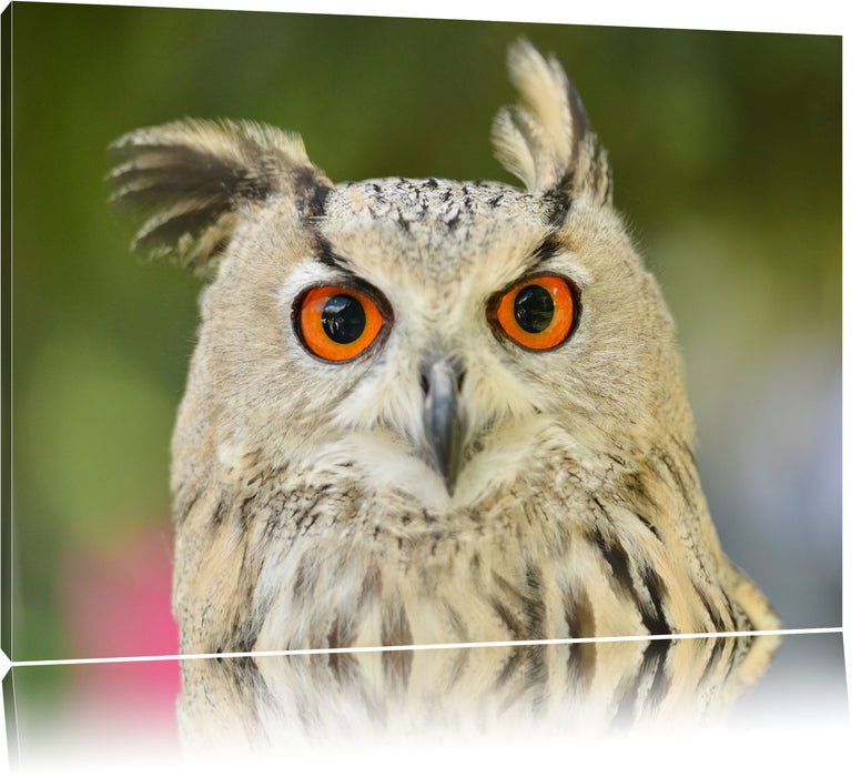 Pixxprint Eulen Kautz Orange Augen, Leinwandbild