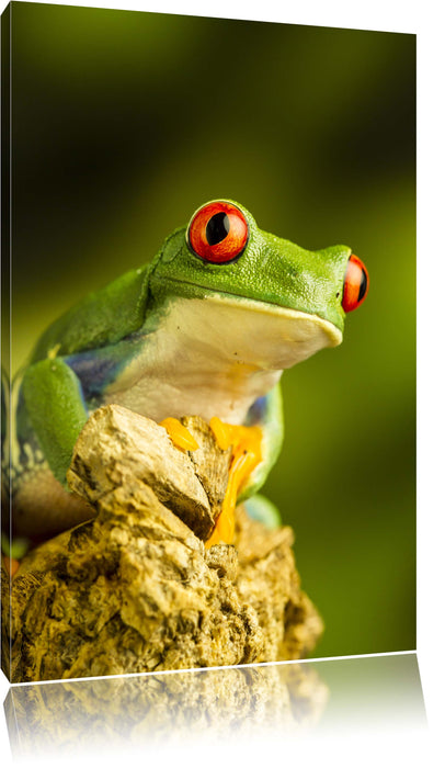 Pixxprint Grüner Rotaugen Frosch, Leinwandbild
