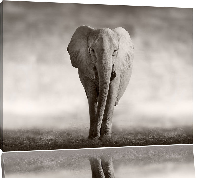 Pixxprint Einsamer Elefant, Leinwandbild