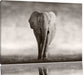 Einsamer Elefant Leinwandbild