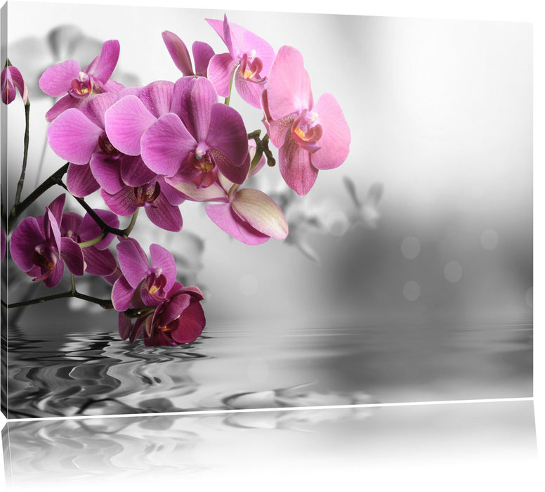 Orchideenblüten über Wasser Leinwandbild
