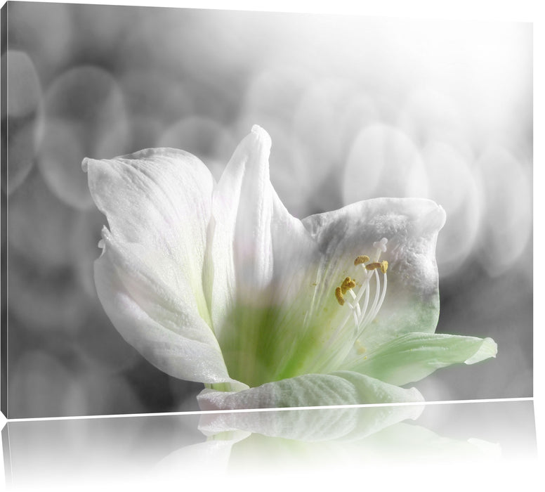 Pixxprint wunderschöne Lilie, Leinwandbild