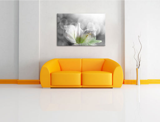 wunderschöne Lilie Leinwandbild über Sofa
