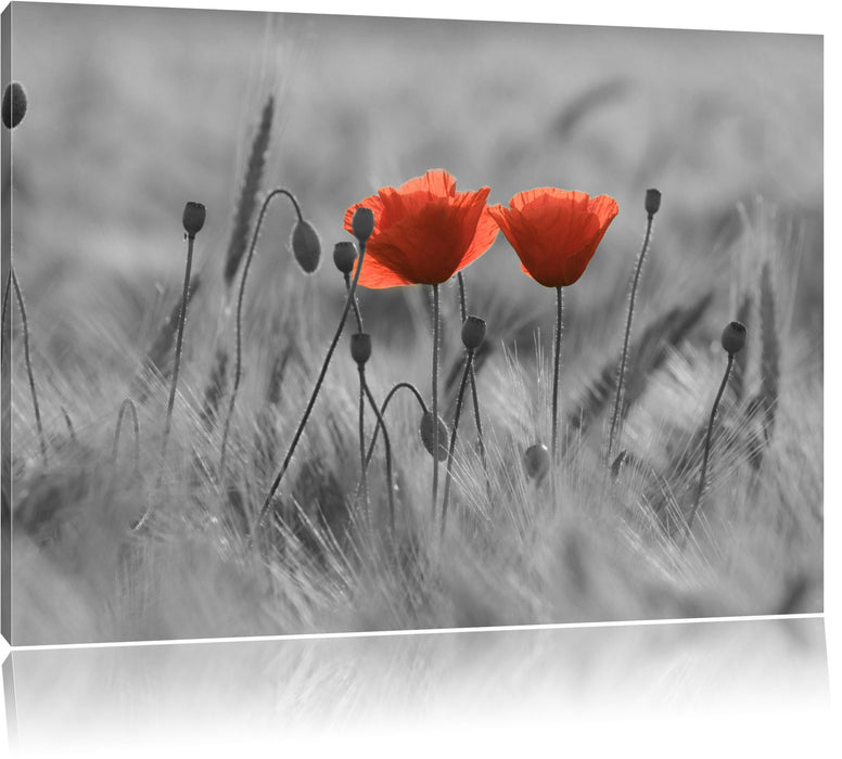 Pixxprint Mohnblumen auf einem Feld, Leinwandbild