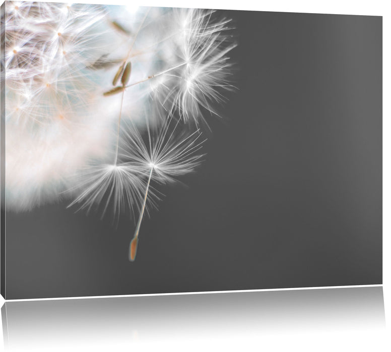 Pixxprint hübsche Pusteblume, Leinwandbild