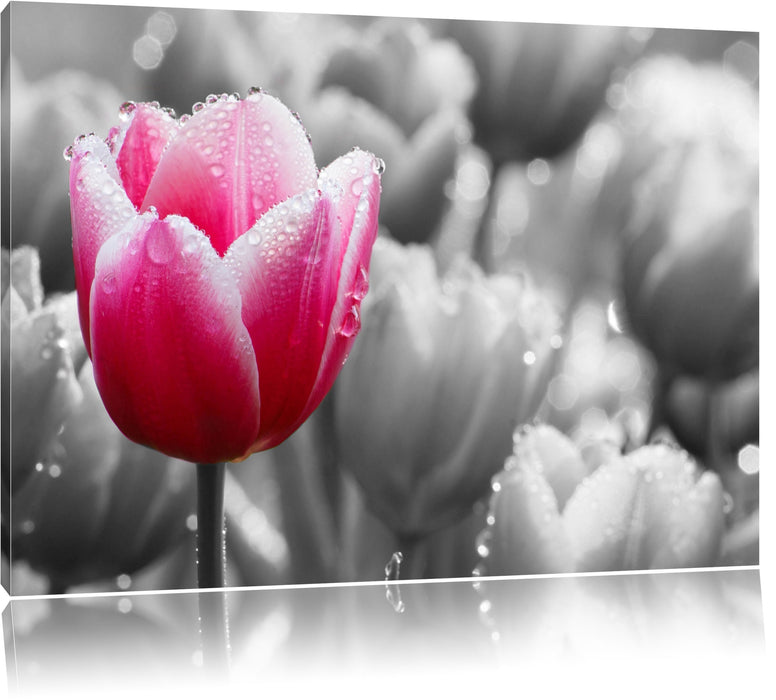 Pixxprint Tulpen im Morgentau, Leinwandbild