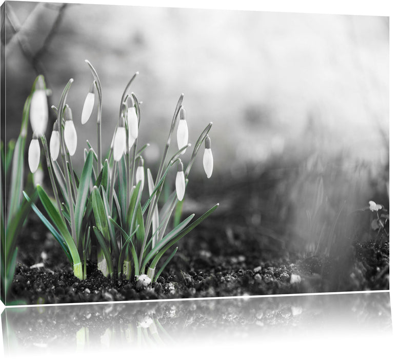 Pixxprint Frühlings Schneeglöckchen, Leinwandbild