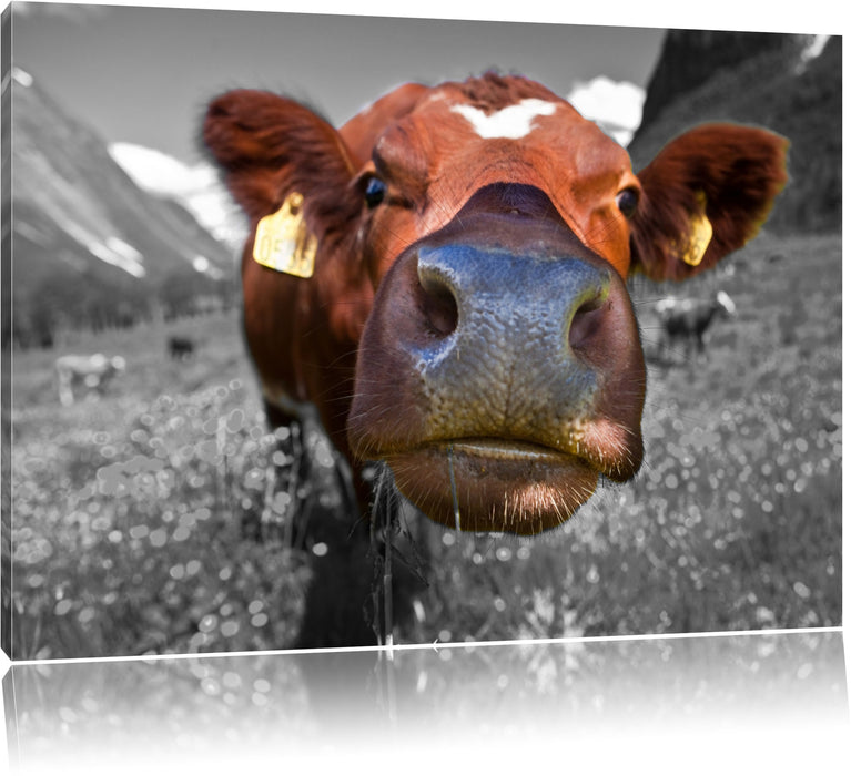 Pixxprint ausgewachsene Kuh auf Bergwiese, Leinwandbild