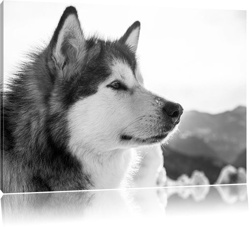 wunderschöner Husky im Schnee Leinwandbild