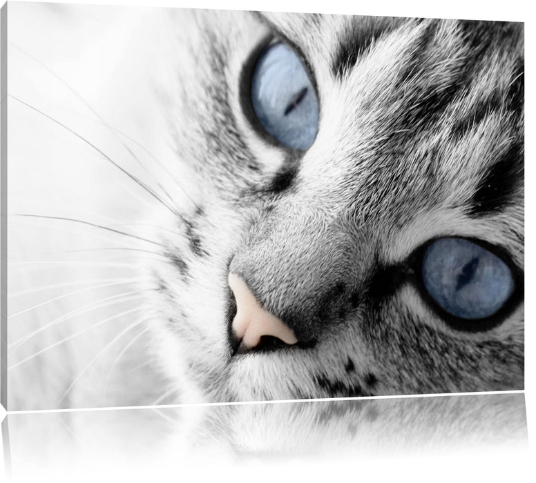 Pixxprint schöne Katzenaugen, Leinwandbild
