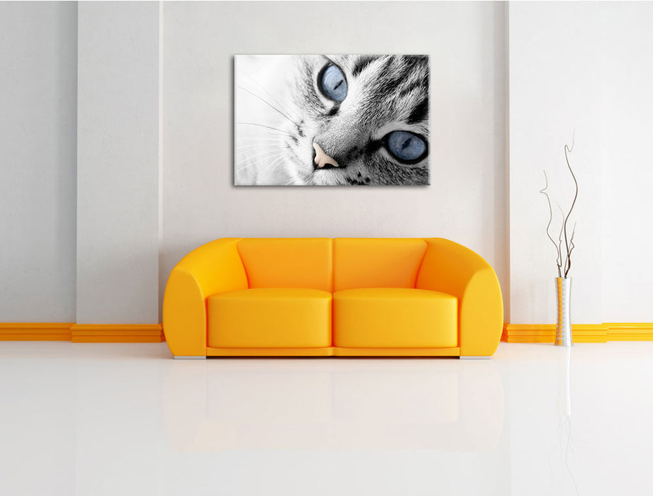 schöne Katzenaugen Leinwandbild über Sofa