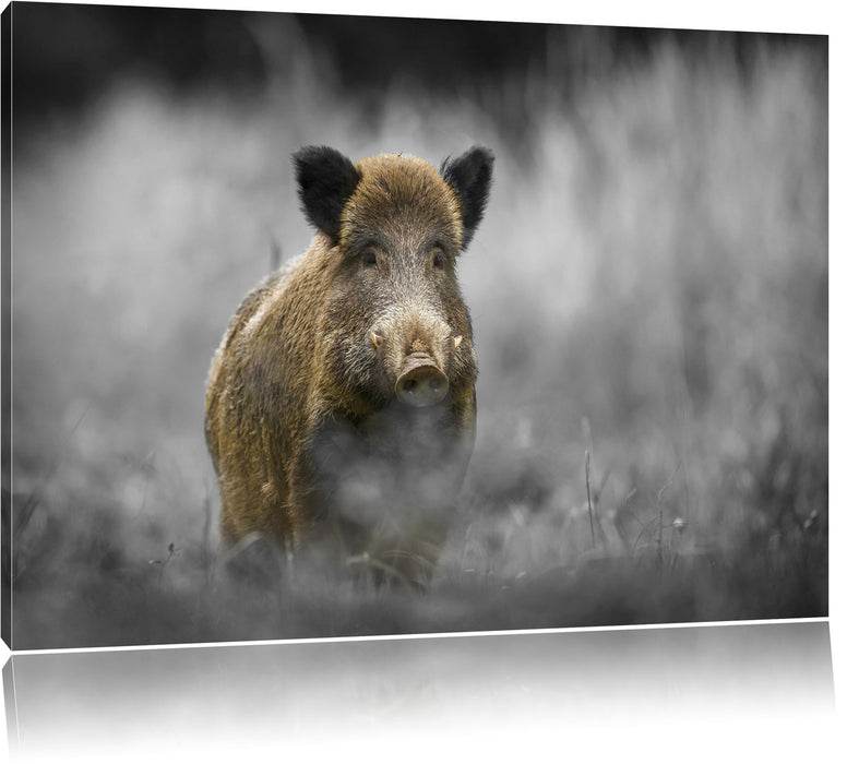 Pixxprint einsames Wildschwein im Wald, Leinwandbild
